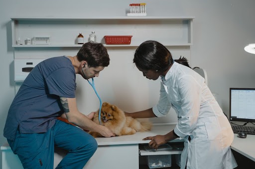 Veterinarian and his assistant examining a small dog